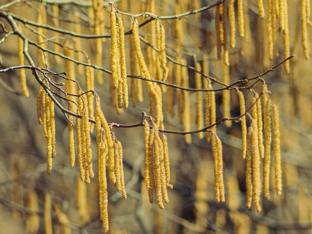 Catkins.
Tree identification UK trees – bark and leaves.

There is something very satisfying about being able to name the trees you come across in a forest. It is also a great way to occupy your family on walks through the UK countryside.  

Identifying trees from the clues nature gives you is also a fun game that encourages curiosity in children. Whether you want to be able to recognise trees out of curiosity or to teach your kids, this guide will simplify tree identification so that anyone can do it.

Different types of tree

Trees in the UK can be either coniferous or broadleaf. Broadleaf trees have flat, (and as the name suggests) broad leaves that are often deciduous- meaning they turn orange and fall off in autumn.  

Common broadleaf trees include oak, ash and birch.

Coniferous trees have needles or scales and normally produce cones, and most (but not all) coniferous trees are evergreens. 

Although most coniferous trees aren’t actually native to the UK, you have probably come across them, as the pine, fur, cypress and spruce families.

 Due to the fact that most retain their foliage, they are something to look out for when camping in the cooler months and searching for a sheltered camping pitch. 

For more tips on how to stay warm and enjoy the cooler camping experience, check out our guide to Spring and Autumn camping.

Size and shape of trees- general identification

This is the first thing to consider, as some trees have a distinctive shape which means they can be identified from the distance. The crown of a tree is measured from where the branches start, and it differs depending on the tree species. 

For example silver birch trees have a sparse, light crown whilst for oak it is wide and spreads out (as shown below). 

Some species like the hornbeam are sometimes cut at the base, which means they have multiple stems instead of one trunk. T

he shape of the branches can also be used to identify the tree, for example ash has distinctive branches that grow towards the ground and then curve upwards.

Majestic oak tree silhouette

Bark types

As a tree ages, bark develops and changes its appearance. When you’re looking at the bark of a tree, observe its texture (it could be tough and solid with ridges, or thin and flaky), its colour and the markings on the bark. 

Probably the easiest to identify, birch has white bark with thin layers. 

Sessile oak has grey deeply cracked bark that becomes more pronounced as it ages. 

Cherry also has bark that is smooth and dark reddish brown, with horizontal stripes, shown below.

Cherry bark

How to identify the leaves of plants

Broadleaves can be separated into simple and compound leaves. 

Simple leaves are undivided next to the central leaf vein, such as in maple, elm and oak trees.

Whereas compound leaves are divided into several leaflets, such as ash and hickory. 

Compound leaves can be further divided into two categories, pinnate and palmate. 

Pinnate leaves, such as elder and rowan (shown below), have leaflets attached in pairs along a central offshoot.

Rowan leaf

Whilst palmate leaves are palm shaped (as the name suggests) with leaves growing from a central point, for example on the horse chestnut tree.

Horse Chestnut leaf

With deciduous trees, leaves change dramatically depending on the season. Species such as field maple and guilder rose often transform from green to an intense orange or red. 

The shape of the leaf can also help to identify the tree, such as the rounded leaves of aspen, or the long trailing leaves of willow trees.

Willow leaves

Needles and scales are also types of leaves, and they can be used to identify conifers. 

Cedars and larches have needles in clusters of 20-45. 

Pine trees such as Scots pine have long needles in clusters of 2,3 or 5. 

Yew has characteristically flattened needles on green shoots. 

Fir and spruce trees also have needles, whilst cypress trees have scale-like leaves instead of needles, as shown below.

Cypress branches

Flowers, fruit and buds

Most trees only flower for a brief period of the year, but in the spring or summer months flowers are a great way to identify trees. 

Many broadleaf trees have white flowers. You can identify them depending on the month that you see the flowers. For example a single white flower in February could be seen on a cherry plum, whilst a single white flower in April could be a blackthorn or snowy mepsil. 

Hawthorn and rowan trees have many flowers from one bud in a flat cluster. 

Other trees also have distinctive flowers- such as ash which has deep purple flowers, and hazel which has male flowers that hang down in long catkins and female flowers that are tiny and vivid pink.

Hazel catkins

The fruit of broadleaf trees varies a lot depending on the species. 

For example elder and cherry laurel have black berries and rowan has red berries, whilst sycamore and ash have thin papery samaras as their fruit. 

Sloes, plums and cherries all have fleshy fruit with a single seed inside. 

The fruit of willows and birches takes the form of catkins, which dangle from the tree and form a feathery mass of seeds in summer. 

Oak trees also have characteristic acorns that are produced in autumn.

In winter, one of the most reliable ways to identify deciduous trees is by looking at their buds. The buds can be opposite each other on the stem (horse chestnut, spindle, elder, ash), or alternate on the stem (willow- shown below, poplar, alder, birch). 

They can also coil alternately around the stem (oaks, aspen and blackthorn). 

Pear, apple and rowan have hairy buds at the end of their stems. 

At the end of cherry and oak stems there are also clusters of buds.

Cherry buds

There are lots of apps you can download that will help you identify UK trees. The woodland trust app lets you select the characteristics of the tree and then gives suggestions for its name, helping you to learn what to look for next time.

You can download this here for free for your android and iphone.

https://www.woodlandtrust.org.uk/

Being able to recognise tree species as you walk through the forest is a great way to teach your kids about biology and the natural ecosystems that surround us. 

For some more ways to teach your kids in the forest, check out Wild Schooling. There is something especially lovely about recognising tree species as you walk through the incredible woodland in the UK.