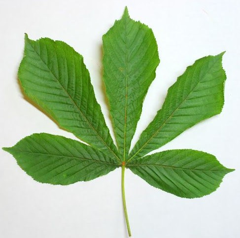 Horse Chestnut leaf.
Tree identification UK trees – bark and leaves.

There is something very satisfying about being able to name the trees you come across in a forest. It is also a great way to occupy your family on walks through the UK countryside.  

Identifying trees from the clues nature gives you is also a fun game that encourages curiosity in children. Whether you want to be able to recognise trees out of curiosity or to teach your kids, this guide will simplify tree identification so that anyone can do it.

Different types of tree

Trees in the UK can be either coniferous or broadleaf. Broadleaf trees have flat, (and as the name suggests) broad leaves that are often deciduous- meaning they turn orange and fall off in autumn.  

Common broadleaf trees include oak, ash and birch.

Coniferous trees have needles or scales and normally produce cones, and most (but not all) coniferous trees are evergreens. 

Although most coniferous trees aren’t actually native to the UK, you have probably come across them, as the pine, fur, cypress and spruce families.

 Due to the fact that most retain their foliage, they are something to look out for when camping in the cooler months and searching for a sheltered camping pitch. 

For more tips on how to stay warm and enjoy the cooler camping experience, check out our guide to Spring and Autumn camping.

Size and shape of trees- general identification

This is the first thing to consider, as some trees have a distinctive shape which means they can be identified from the distance. The crown of a tree is measured from where the branches start, and it differs depending on the tree species. 

For example silver birch trees have a sparse, light crown whilst for oak it is wide and spreads out (as shown below). 

Some species like the hornbeam are sometimes cut at the base, which means they have multiple stems instead of one trunk. T

he shape of the branches can also be used to identify the tree, for example ash has distinctive branches that grow towards the ground and then curve upwards.

Majestic oak tree silhouette

Bark types

As a tree ages, bark develops and changes its appearance. When you’re looking at the bark of a tree, observe its texture (it could be tough and solid with ridges, or thin and flaky), its colour and the markings on the bark. 

Probably the easiest to identify, birch has white bark with thin layers. 

Sessile oak has grey deeply cracked bark that becomes more pronounced as it ages. 

Cherry also has bark that is smooth and dark reddish brown, with horizontal stripes, shown below.

Cherry bark

How to identify the leaves of plants

Broadleaves can be separated into simple and compound leaves. 

Simple leaves are undivided next to the central leaf vein, such as in maple, elm and oak trees.

Whereas compound leaves are divided into several leaflets, such as ash and hickory. 

Compound leaves can be further divided into two categories, pinnate and palmate. 

Pinnate leaves, such as elder and rowan (shown below), have leaflets attached in pairs along a central offshoot.

Rowan leaf

Whilst palmate leaves are palm shaped (as the name suggests) with leaves growing from a central point, for example on the horse chestnut tree.

Horse Chestnut leaf

With deciduous trees, leaves change dramatically depending on the season. Species such as field maple and guilder rose often transform from green to an intense orange or red. 

The shape of the leaf can also help to identify the tree, such as the rounded leaves of aspen, or the long trailing leaves of willow trees.

Willow leaves

Needles and scales are also types of leaves, and they can be used to identify conifers. 

Cedars and larches have needles in clusters of 20-45. 

Pine trees such as Scots pine have long needles in clusters of 2,3 or 5. 

Yew has characteristically flattened needles on green shoots. 

Fir and spruce trees also have needles, whilst cypress trees have scale-like leaves instead of needles, as shown below.

Cypress branches

Flowers, fruit and buds

Most trees only flower for a brief period of the year, but in the spring or summer months flowers are a great way to identify trees. 

Many broadleaf trees have white flowers. You can identify them depending on the month that you see the flowers. For example a single white flower in February could be seen on a cherry plum, whilst a single white flower in April could be a blackthorn or snowy mepsil. 

Hawthorn and rowan trees have many flowers from one bud in a flat cluster. 

Other trees also have distinctive flowers- such as ash which has deep purple flowers, and hazel which has male flowers that hang down in long catkins and female flowers that are tiny and vivid pink.

Hazel catkins

The fruit of broadleaf trees varies a lot depending on the species. 

For example elder and cherry laurel have black berries and rowan has red berries, whilst sycamore and ash have thin papery samaras as their fruit. 

Sloes, plums and cherries all have fleshy fruit with a single seed inside. 

The fruit of willows and birches takes the form of catkins, which dangle from the tree and form a feathery mass of seeds in summer. 

Oak trees also have characteristic acorns that are produced in autumn.

In winter, one of the most reliable ways to identify deciduous trees is by looking at their buds. The buds can be opposite each other on the stem (horse chestnut, spindle, elder, ash), or alternate on the stem (willow- shown below, poplar, alder, birch). 

They can also coil alternately around the stem (oaks, aspen and blackthorn). 

Pear, apple and rowan have hairy buds at the end of their stems. 

At the end of cherry and oak stems there are also clusters of buds.

Cherry buds

There are lots of apps you can download that will help you identify UK trees. The woodland trust app lets you select the characteristics of the tree and then gives suggestions for its name, helping you to learn what to look for next time.

You can download this here for free for your android and iphone.

https://www.woodlandtrust.org.uk/

Being able to recognise tree species as you walk through the forest is a great way to teach your kids about biology and the natural ecosystems that surround us. 

For some more ways to teach your kids in the forest, check out Wild Schooling. There is something especially lovely about recognising tree species as you walk through the incredible woodland in the UK.
