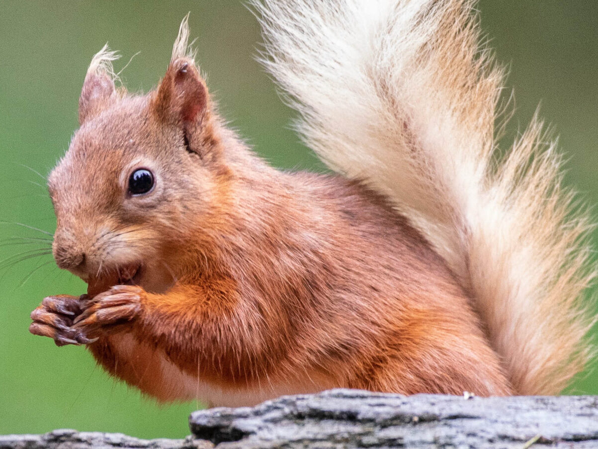 Fox Wood Campsite | Wildlife guide to the woodland animals of the UK