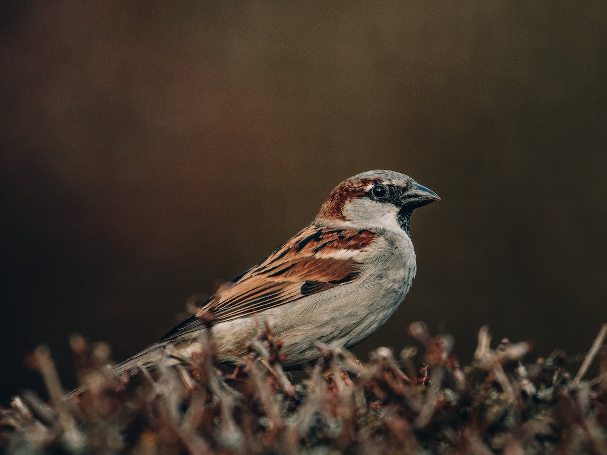 A UK woodland bird guide. To help identify woodland birds in the UK. To me the sound of bird calls is an essential part of any woodland walk. Birdsong is calming and beautiful, a great alternative to the sounds of the city. There is something very satisfying about being able to identify birds from their song, or from flickers of colour seen through the foliage up above. It is also a great game to play with kids as you walk through the forest. Birds are more often distinguished by their calls, so always listen carefully! But as someone walking through their natural habitat, we also have a responsibility to respect and conserve birds, so remember to follow the Countryside Code. As you’re walking through the UK countryside, make sure you always keep an eye out for conservation signs. They often tell you not to step in certain fields or grasslands because birds nest there or to keep your dog on the lead to protect the birds, so it is vital that you don’t miss them. Make sure never to disturb a bird’s nest or take any eggs, and if you find an injured bird then contact the RSPCA (for England and Wales), SSPCA (for Scotland) or USPCA (for Northern Ireland). Other flying creatures are also at risk, such as bats which have suffered a considerable population decline over the last century. If you would like to know more about the conservation of bats, check out Conservation for UK Bats in Our Forests. I would recommend listening to pre-recorded bird calls so that they are easier to recognise in the wild. Although you may think that you know nothing about bird identification, you will definitely recognise blackbird, chiffchaff and robin calls without even realising it. Be sure to keep as quiet as possible and don’t make any sudden movements so as not to scare off the birds. You could even wear darker colours, which won’t contrast the environment as much and will make your movements less noticeable. And obviously, keep your eyes and ears peeled! Although the wren is a small bird (usually just 6-10 cm in length) they have a powerful song and you’re most likely to recognise their birdcall first. It sounds like a hard chiti, a dry rattle in a startlingly loud outburst. The wren is one of the commonest British birds and has a reddish brown upper part with pale brown underparts. Willow warblers (shown below) have a yellow or olive-green breast with paler underparts. They have a beautiful warble which descends a scale, one of the defining features that distinguishes them from the chiffchaff (which make a chiff-chaff sound). Swallows are dark blue with a cream underside, in flight their tails have two distinctive streamers. They are easily confused with swifts, house martins and sand martins. Swallows make a tswit-tswit sound, an alarm tswee and they have a prolonged song of calls and a rolling trill. The green woodpecker can be identified by their long, laughing yaffle, the bird itself is often shy and elusive. But when seen is very easy to identify due to their striking red crown and green plumage, they also have a yellow rump. The blue tit is also one of the most easily recognisable UK birds, with its colourful mix or blue, green, white and green. They can be distinguished from the great tit because great tits are larger birds and have a black grown and bib with white cheeks. Although less common than the species described above, the redstart can often be found in oak woodlands, as the holes and cavities in the trees are ideal nesting sites. They bear some resemblance to robins, but instead have chestnut red plumage and contrasting dark central tail feathers. They have a brief warbling song and plaintive call hweet. Most birds only sing during the day, but there are a few notable exceptions. The nightingale has a rich and varied song that is delivered day and night, with melodic, flute-like sections. Nightjars (shown below) are nocturnal birds (as the name suggests!) and are best to look or listen out for at dusk on summer evenings. The male has a churring song that rises and falls. The famous robin is not only easily distinguishable during the day due to its iconic red breast, but is another bird that you can hear singing at night, its call is a tic-tic-tic noise. The song thrush can also be heard at night-time. It is a small brown bird, and its birdsong can be distinguished from singing blackbird’s due to the song thrush’s habit of repeating song phrases. The dunnock (shown below) has a piercing peep, and its song is a high, pleasant warble, like a weaker, more rambling version of the wren’s call. For loads more tips on camping at night, check out The Magic of Camping After Dark (CE), which also contains tips on how to spot bats. Sadly, a lot of bird species are in decline, with many being placed on the Birds of Conservation Concern 4 Red List. This is the highest conservation priority, and the drop in numbers is often due to habitat loss and persecution. We have lost three out of four pairs of the lesser spotted woodpecker since the 1970s, and they are now one of the uk’s rarest birds. It is smaller than other woodpeckers, only around 13-14 cm and spends most of its time high in the tree, feeding amongst the smallest branches, but it will also feed close to the ground in hedgerows. Although they look very similar to the great spotted woodpecker, they are smaller, have a barred black and white back pattern and don’t have the red under tail coverts. The capercaillie is an iconic Scottish bird, they have very specific habitat needs, which is part of the reason why it has such low numbers. They live in pine woodland containing trees with differing ages, boggy areas and open areas for them to perform their courtship display. The capercaillie is a big bird, the size of a turkey, and the male has black and brown plumage which can glisten green, a white shoulder patch and a pale bill. The numbers of the wood warbler are in a steady decline, listen out for their two distinct songs, a high-pitched metallic trill that becomes more frequent and a series of descending piping notes. This bird has bright green upper parts, a pale breast and the wings have dark brown feathers edged with a yellowy green. Hopefully this blog will help you to identify birds and respect and conserve their habitats while walking through the UK forests. Although it may be difficult at first, the key is practice so just remember to look and listen out for birds whenever you’re walking through the forest.