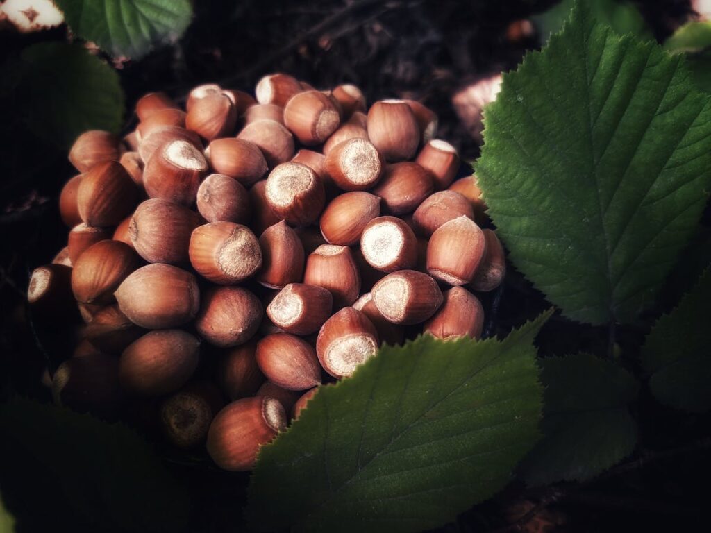 Foraging for Fun - Are you Nuts about Nuts.
When you’re out on a walk and start to feel a bit peckish, it’s helpful to be able to know what edible plants you can look out for. Foraging is not only a way to be really present whilst walking around the UK countryside, but also a different way of looking at the natural environment and a super unique skill to have. Kids will also find it exciting to identify plants whilst out in nature, and then bring them back to camp to cook with. Foraging in the UK is also interesting because of the way it varies from season to season.  

Hazelnuts

Respecting the environment 

Before we get into the plants you can find, and recipes to make with them, its important to be considerate of the natural environment when foraging. Be sure never to deplete an area of one specific species of plant and remember that we share the ecosystem with other wildlife, who rely on these plants in order to survive.   Most of the time, it’s okay to forage in public areas, which includes parks, beaches, nature reserves, woodlands and hedgerows but you should ask the landowner or occupier for permission before digging up or removing plants. Remember the Countryside Code when you're out in the countryside.

Safety 

Always wash plants before you eat them, especially when foraging in more urban areas. Mushrooms are specifically notorious in terms of poisonous species, but there are many tasty mushrooms you can forage in the wild. Although I would highly recommend going foraging with someone who is experienced and knowledgeable about foraging mushrooms or as a part of a course if you’re inexperienced yourself.   There are also some poisonous species of plant in the UK- the most well-known are foxglove, deadly nightshade and hemlock although there are some more lesser known species.  

Foxglove digitalis

The Foxglove is poisonous and should not be eaten

Getting started with foraging 

If you’re not quite sure where to start in terms of foraging, and don’t live near woodland or the countryside, then you can still try out foraging in your local park, garden if you have one. Or even hedgerows and canal towpaths. It’s also important to remember that what you can forage completely depends on the season, so it can be a good idea to go to one area throughout the year so that you can get a sense of how the environment changes.   If you’re interested in trying out more survival skills whilst camping, why not also try to do some of your cooking over the campfire. For tips on how to go about this and some tasty breakfast recipes, be sure to check Campfire breakfast in style.

Spring foraging 

Spring is a great time for foraging, as the countryside is in bloom again. One of the easiest edible plants you can look out for is dandelion. Try to find the first dandelion leaves as they will be tender and more suitable for putting in salads. This is also a super easy way to incorporate foraging into your camping meals- just throw some washed dandelion leaves into the salad you’re making and enjoy!   Wild garlic can also be found in spring. It has long leaves,and forms carpets of white star-like flowers on the banks of streams. Wild garlic is easy to identify due to its strong garlicy smell. Again, you can add the leaves and flowers to salads. You could also chop up the wild garlic, mix with butter and then spread onto sliced baguettes to make garlic bread.  

Wild garlic

Goosegrass is a fast-growing plant with thin leaves that is easily identifiable due to its stickiness. Goosegrass and early nettle tops can be found in spring and are the perfect addition to soups, omelettes and pasta dishes. For loads of tips on making omelettes whilst camping, check out Omelette or Frittata – wake up your loved one with a breakfast feast.

Summer foraging 

Be sure to look out for elderflowers in the summer months, as you can use them to make delicious and refreshing elderflower cordial. This is a yearly tradition in my household, and we like to make loads so that it lasts us all through summer. You can also pick the elderflower heads and dip them in batter then fry to make elderflower fritters for a delicious summery breakfast treat.  

Elderflower

Elderberries, as well as hawthorn berries and rowan berries are also great fruits to forage in summer. In late summer be sure to look out for wild strawberries (which are smaller and more intensely flavoured than the kind you find in the supermarket) and blackberries. Why not heat the berries with some sugar over the stove until everything dissolves, then stir through homemade ice cream to make berry ripple ice cream.  

Blackberries - ripe when a dark blackish burgundy

You can also find hazelnuts in late summer. The hazel tree is common in the UK although by autumn, which is when the nuts mature, they have usually been picked clean. However, you can pick the berries when they’re green, around summer, and leave them to ripen in a warm dark place. Just remember to forage sustainably so that there are loads left over for the animals.

Hazelnuts - ripe when changing slightly brown

Autumn foraging 

Fall is the perfect time for foraging sweet chestnuts. Just be sure not to mistake them for the common horse chestnut or conker. Sweet chestnuts are brown, with loads of fine spines, look almost like curled up baby hedgehogs and each burr contains two or three flattened nuts. Whilst horse chestnuts are thick and green with more widely spaced spikes, they also normally contain one nut. For some sweet chestnut recipes and more foraging tips, be sure to check out  Foraging for food- a go-to guide to stay alive(H&S).  

Sweet Chestnuts

Autumn is also a good time for foraging beechnuts. To identify them look out for a small triangular nut that rests in a spiky four-lobed case. The beech tree is tall and domed and its leaves are oval with wavy edges. The bitter nut can be eaten raw or roasted, just peel off the dark brown outer skin before eating or cooking. If you’d like to add an interesting flavour, beechnuts can be added to salads, muesli or porridge.

Winter foraging 

You can also find blackberries, chestnuts and beechnuts in winter. Look out for crab apples (which look like smaller round versions of supermarket apples), hawthorn berries (which are small and red- shown below) and rosehips. None of these are that tasty when eaten raw but come into their own when you make them into jams, jellies and wines and liqueurs.  

Beechnut

I hope that this blog has helped you to feel more confident about foraging in the UK, no matter the season. Once you identify the plants, feel free to get creative about cooking with them and incorporating them into recipes. 

The Apple App Store have a cool app that gives you 40 popular foraging plants for free (you can add more for in app purchases. Forage - Wild Free Food